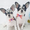 핑크펫샵 이미지