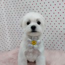 펫피파니 이미지