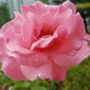 행복한하루 이미지