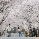 함양 백운산 벚꽃축제 30일 개막. 이미지