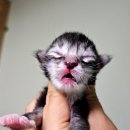 티피쿤(TIPPYCOON) 이미지