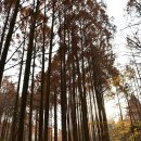 장태산휴양림 이미지