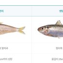 문학- "밴댕이(?) 소망 이미지