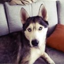 고기먹방 이미지