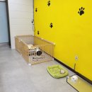 망쿠애견샵 이미지