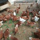 키다리농장 이미지