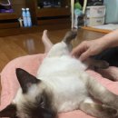 샴수리 네이버블로그