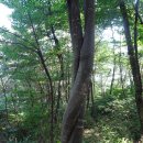 치악산둘레길 8코스 거북바우길 이미지