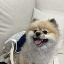 섹터 | 강아지슬링백 드림섹터 이동가방 실제 사용후기