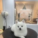아름답개 이미지