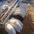 다미농원 이미지