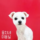 뭉치네 미용실 이미지