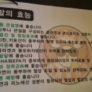 화진불날개