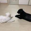 강이네펫샵 이미지