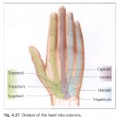 손목, 손가락 관절의 질환과 촉진에 대하여 이미지