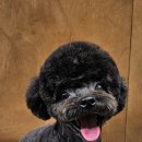 멜팅그루밍 이미지