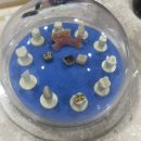 연세이튼치과의원 | [군포/산본] 친절한 연세문치과의원 크라운 충치치료, 스케일링 솔직후기 (위치, 주차, 가격, 치료종류)