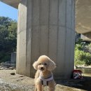 간편한캠핑요리 / 쿠팡캠핑음식/ 어묵육수/ 다농원 국물의민족 - 어묵국물맛 후기