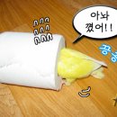 땡칠이네 이미지