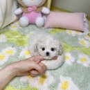 테디 켄넬 이미지