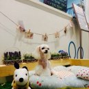 신세계 애견미용샵 이미지