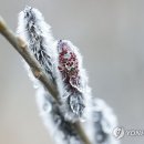 버들강아지 이미지