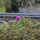 고려동유적지 이미지