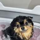 댕그랑댕 이미지