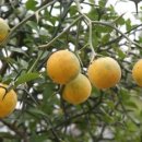 탱자한의원 이미지