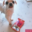 개-1번지 이미지