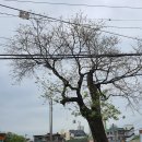 회나무염소식당 이미지