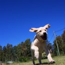 강아지영토 이미지