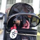 펫 어디가시개 | 애견동반 여의도 ifc몰 강아지와 함께 애견유모차 끌고 쇼핑즐겨요 , 그 앞 여의도 공원 초코가...