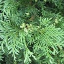 좋은나무 이미지