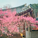 장독 | 현충사 홍매화 만개 소식 아산가볼만한곳