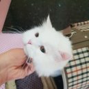 냥이 이발소 이미지