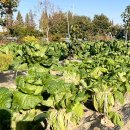 해돈농장 이미지