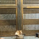 사월의 그루밍 | 대구 근교 펜션 경산 촌캉스 한옥독채펜션 아삶공펜션 후기