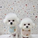 댕그루 | 안산 사동 애견미용 [댕그루] 이사 온 기념으로 미용시키러 갔어용~~