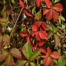 수원산뷔페 이미지