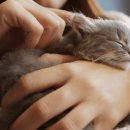 세바코리아 이미지