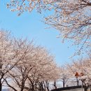 좌광천산책로2 | 부산 벚꽃 명소 정관 병산저수지 좌광천 나들이