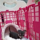 팻키우소 이미지