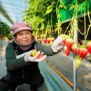 송암리 농장 이미지