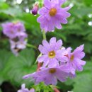 [ 090609 ] 화천 해산(日山) 이미지