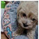 아이러브독 강아지 부천점 이미지