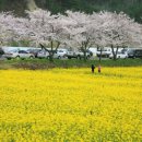 삼척로(맹방유채꽃길) 이미지