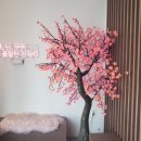신대흑염소 이미지