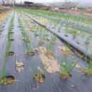 주아농장 이미지