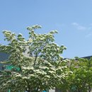 고봉 쌀밥 이미지